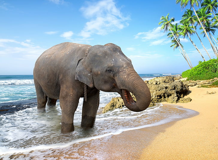 Elephant Beach